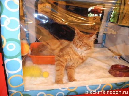 Prima expoziție de negru Maine Coon (expoziție koshekcherny Maine Coon) Prima expoziție de negru Maine Coon