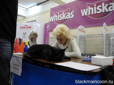Prima expoziție de negru Maine Coon (negru Maine Coon) Prima expoziție de negru Maine Coon