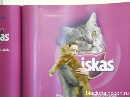 Prima expoziție de negru Maine Coon (negru) Prima expoziție de negru Maine Coon