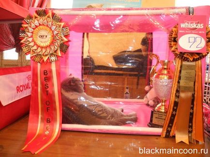Prima expoziție de negru Maine Coon (negru) Prima expoziție de negru Maine Coon