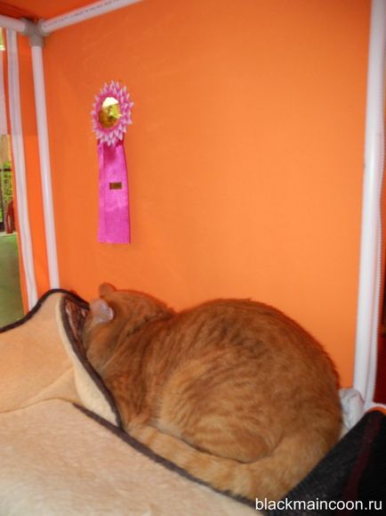 Prima expoziție de negru Maine Coon (Kuna) Prima expoziție de negru Maine Coon