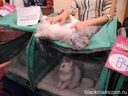 Prima expoziție de negru Maine Coon (expoziție koshekcherny Maine Coon) Prima expoziție de negru Maine Coon