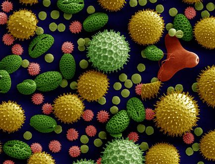 Praful și bacteriile din casa ta, articolul (bacterii) Praful și bacteriile în articole de acasă