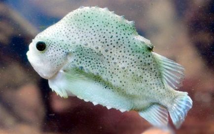 Lumpfish, pește sau o vrabie, sau pește-bump (datorită culorii sale camuflaj) Lumpfish, pește sau o rândunică, sau pește-bump