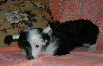 Canisa biblioteca familiei ROLANA - ca și lamelele de lipici (patch lățime aproximativ) Kennel biblioteca de familie ROLANA - ca urechile lipici