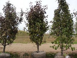 pomi fructiferi copaci mari - sfaturi de la pepiniera de sud (copaci) pomi fructiferi copaci mari - sfaturi de la grădiniță sud
