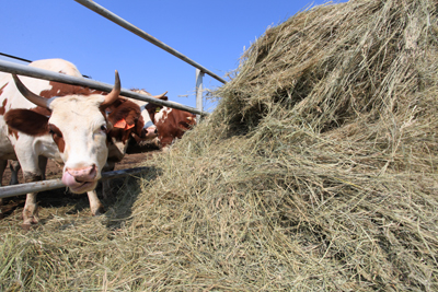 Cât de mult o vaca pentru oameni (zona de agricultură) Cât de mult o vaca pentru oameni
