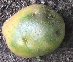 De ce cartofi rândul său, verde la soare (soare) De ce cartofi rândul său, verde în soare