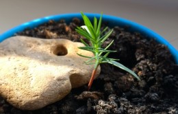 Podocarpus de îngrijire bonsai la domiciliu (acasa) bonsai Podocarpus de îngrijire la domiciliu