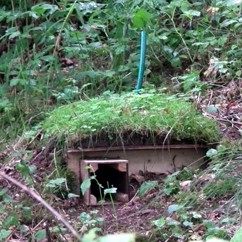 animal util pentru plante de grădină și de a folosi grădina șopârle, arici, scorpii, broaște și broaște (utile) animale utile pentru plante de grădină și de a folosi gradina șopârle, arici, scorpii, și broaște râioase