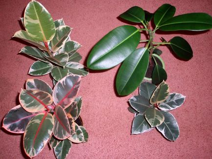 plante poloneze cu propriile mâini! (Private) plante poloneze cu propriile mâini!