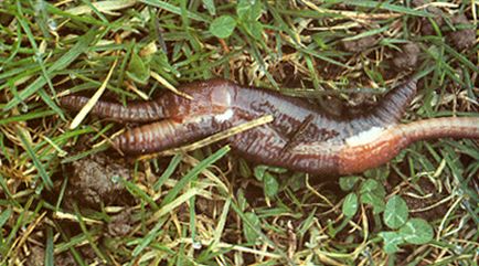 reproducerea sexuală 1 (sex) reproducerea sexuală 1