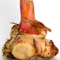 Utilizarea de radacina galangal, plante aromatice, modul de a face o tinctura de galangal