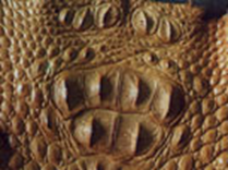 Beneficiile unui crocodil (utilizare) Beneficiile unui crocodil