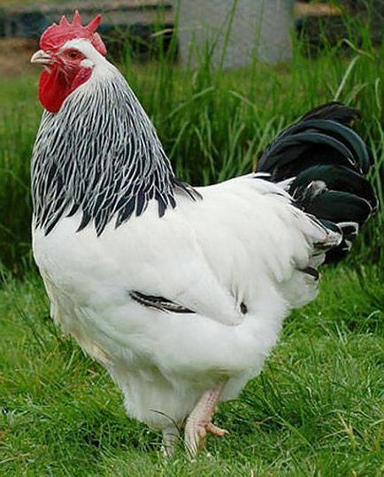 pui rasa myasoyaichnaya descriere a celor mai bune rase (rase) pui rasa myasoyaichnaya descriere a celor mai bune rase