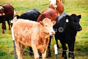 Specii Bovine (Clasificarea direcția de productivitate) rasa de bovine