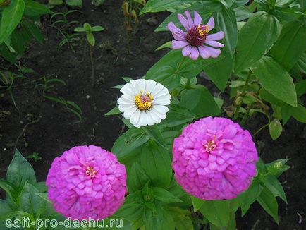Plantare și îngrijire de tsiniey câmp deschis fotografie și secrete Machinery (sol) Plantare și îngrijire de tehnici agricole tsiniey câmp deschis și secrete fotografie
