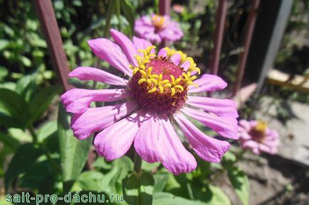 Plantare și îngrijire de tsiniey câmp deschis fotografie și secrete Machinery (foto) Plantare și îngrijire de tehnici agricole tsiniey câmp deschis și secrete fotografie