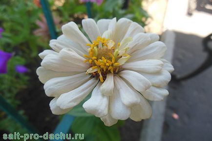 Plantare și îngrijire de tsiniey câmp deschis fotografie și secrete Machinery (tsiniey) Plantare și îngrijire de tehnici agricole tsiniey câmp deschis și secrete fotografie