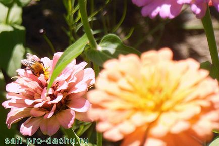 Plantare și îngrijire de tsiniey câmp deschis fotografie și secrete Machinery (tsiniey) Plantare și îngrijire de tehnici agricole tsiniey câmp deschis și secrete fotografie