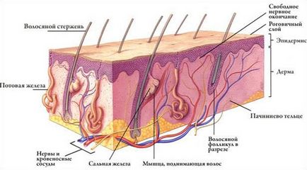 Sweat (apocrine) glandele specii, de ce avem nevoie (apocrine) Sweat (apocrine) Glandele specii, de ce avem nevoie