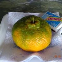 Prețurile pentru răsaduri (Pret răsaduri vechi de 2 ani) Prețurile pentru răsaduri