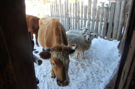 Farmecul vieții rurale în Urali de Sud, Awara (Azikeevo se află valea) Farmecul vieții rurale din Urali de Sud, Awara