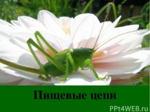 Prezentări Biologie - free download (descarcare prezentare în biologie) Prezentări Biologie - free download