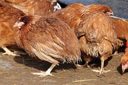 Trichopolum Aplicarea ca tratament păsări broiler (tratament) Aplicarea Trichopolum ca păsările tratament de carne