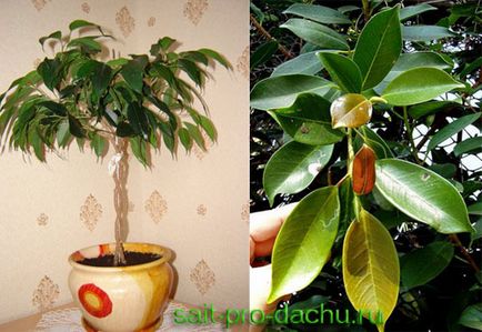 Semne Related fikusom (semne) Semne asociate cu ficus