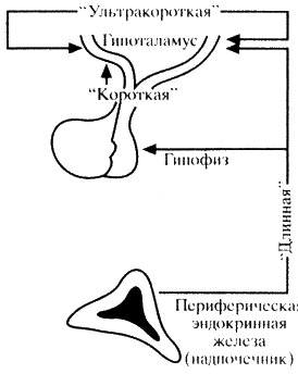 Principiul feedback-ului în reglarea hormonilor (cantitatea de produs final) Principiul feedback-ului în reglarea hormonilor