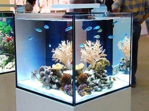 acvariu simplu (rezervor de pește) simplu Aquarium
