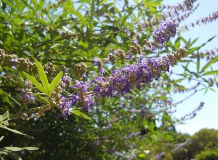 K. prostrata proprietăți medicinale obișnuite, contraindicații, mastogol în ginecologie, extract de Vitex (vindecare) K. prostrata proprietăți medicinale obișnuite, contraindicații, mastogol în ginecologie, Extract Vitex