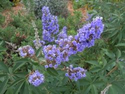 K. prostrata proprietăți medicinale obișnuite, contraindicații, mastogol în ginecologie, Vitex Extract (proprietăți) K. prostrata proprietăți medicinale obișnuite, contraindicații, mastogol în ginecologie, Extract Vitex
