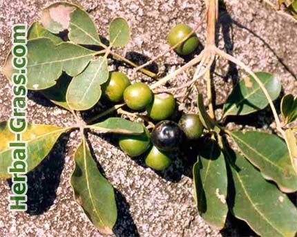 K. prostrata obișnuite (Vitex sacru) - fotografii, proprietăți medicinale (Vitex) K. prostrata obișnuite (Vitex sacru) - fotografii, proprietăți medicinale