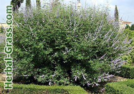 K. prostrata obișnuite (Vitex sacru) - fotografii, proprietăți medicinale (rețete) K. prostrata obișnuite (Vitex sacru) - fotografii, proprietăți medicinale