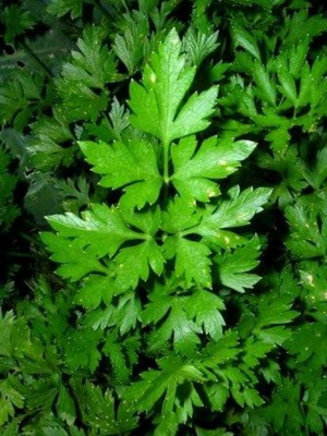 Plante medicinale pentru gradina bucătărie și grădină (plante cresc în țară) Plante medicinale pentru gradina bucătărie și grădină