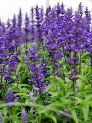 Plante medicinale pentru gradina bucătărie și grădină (cresc plante aromatice) Plante medicinale pentru gradina bucătărie și grădină