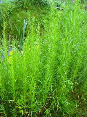 Plante medicinale pentru gradina bucătărie și grădină (cresc plante aromatice) Plante medicinale pentru gradina bucătărie și grădină