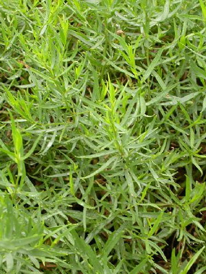 Plante medicinale pentru gradina bucătărie și grădină (plante cresc în țară) Plante medicinale pentru gradina bucătărie și grădină