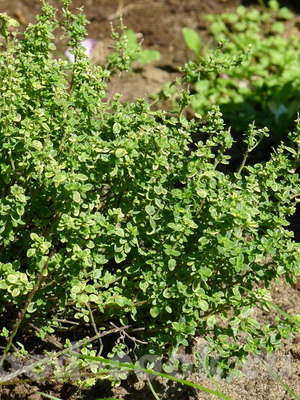 Plante medicinale pentru gradina bucătărie și grădină (cresc plante aromatice) Plante medicinale pentru gradina bucătărie și grădină