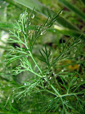 Ierburi pentru cabane si gradina de vara (Gril) Plante medicinale pentru gradina bucătărie și grădină