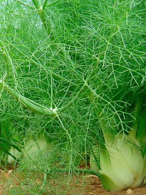 Ierburi pentru grădină de zarzavaturi și grădină (grădina de legume) Plante medicinale pentru gradina bucătărie și grădină