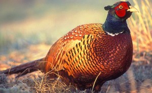 Bird familie fazan fotografie și descrierea (fazani) Bird familie fazan fotografie și descriere