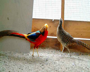 Bird familie fazan fotografie și descrierea (fazani) Bird familie fazan fotografie și descriere