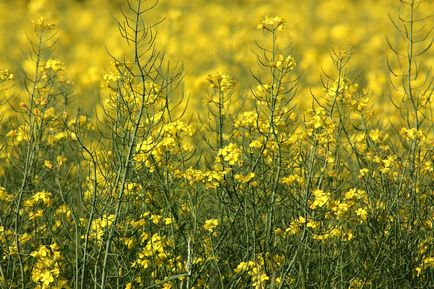 Violul - o plantă a viitorului