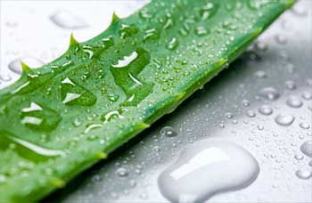 Aloe proprietăți benefice vrăjitoarei (credință) Aloe vera de plante proprietăți benefice, vrăjitoarea