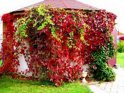 Plante pentru flori chioșc foto în foișor, cum de a decora bolta de flori și plante (foto) Plante pentru flori chioșc foto în foișor, cum de a decora bolta de flori și plante