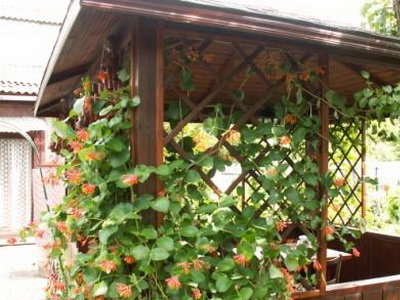 Plante pentru flori chioșc foto în foișor, cum de a decora bolta de flori și plante (foto) Plante pentru flori chioșc foto în foișor, cum de a decora bolta de flori și plante