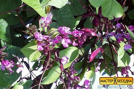 Plantele din jurul chioșc (31 fotografii de flori frumoase și exemple de debarcările lor) (chioșc) Plantele din jurul chioșc (31 fotografii de flori frumoase și exemple de debarcările lor)